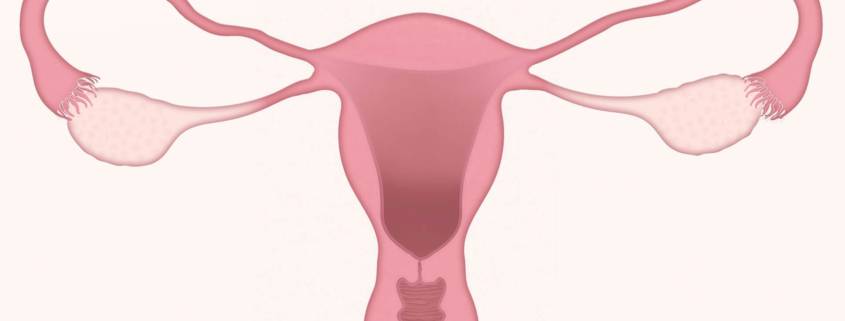 uterus 3777765 1920